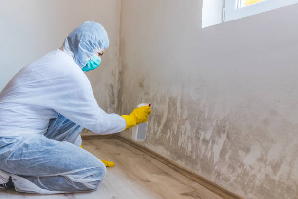 Licensed Black Mold Removal service in Painter, VA - WQB Mold Removal