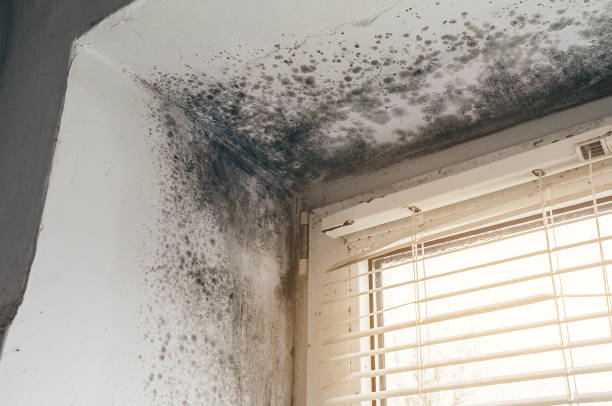 Affordable Black Mold Removal solutions in Painter, VA